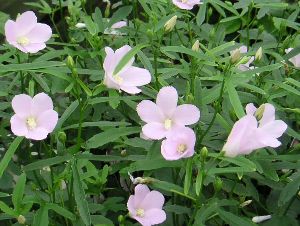 【ハイビスカス】（ロバッス）　原種系【熱帯植物・トロピカルフラワー・ハワイアンフラワー・ハイビスカス】のサムネイル