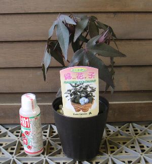 ミニコットン（綿花子）のサムネイル