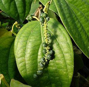 胡椒(コショウ) グリーンペッパー 挿し木苗 苗木 :熱帯果樹苗 *樹高10~20センチ程度! 季節により株姿が異なります