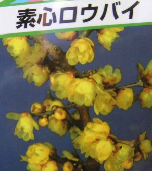 素心ロウバイ（素心蝋梅）4寸ポット植え　ソシンロウバイ