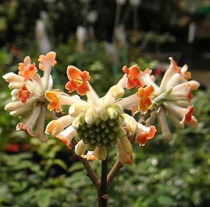 三又（ミツマタ）　赤花　苗　苗木　4寸ポット植え　接ぎ木苗　接木のためとても丈夫です