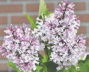 姫ライラック（ミスキム）苗　苗木【花木庭木・ライラック・リラの木】のサムネイル