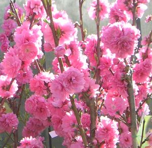 霞の里 花桃 苗木 カスミノサト かすみのさと【庭木　花木　花桃　ハナモモ　はなもも】