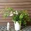 ピンクノウゼンカズラ 鉢植え「☆」