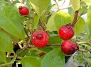 【5寸鉢植】ストロベリーグァバ（赤実グアバ）《熱帯果樹苗》 ストロベリーグアバ