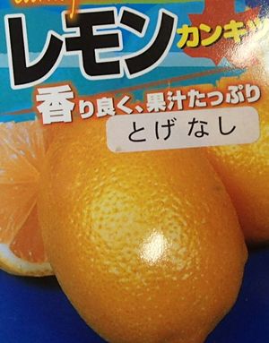 トゲナシレモン（シチリアレモン）苗木《果樹苗》とげなしレモン