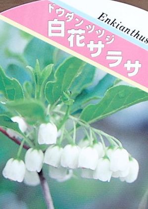 【ツツジ】　白花サラサドウダンツツジ
