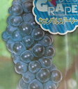 ぶどう 苗木 キャンベルスアーリー(挿し木)ぶどう 苗木 苗 ブドウ 葡萄《果樹苗》葡萄の苗木 ブドウの苗木