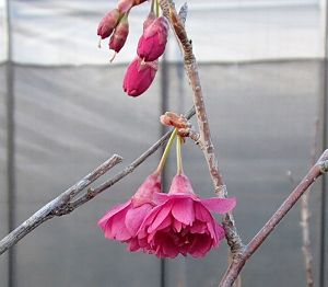 八重寒緋桜 桜 苗木 ヤエカンヒザクラ やえかんひざくら　【庭木 花木 桜 サクラ さくら】八重緋寒桜