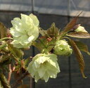 うこん桜（右近桜・黄桜・鬱金桜）