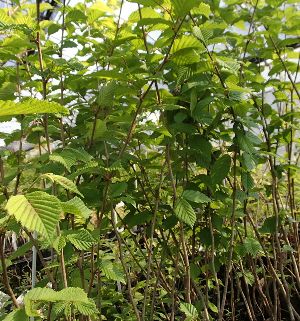 ツノハシバミ《果樹苗》　苗　苗木　果樹　果樹苗　ヘーゼルナッツの仲間