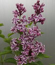 ライラック(センセーション)6寸鉢植え 苗 苗木 *樹形が乱れています! 【花木庭木・ライラック・リラの木】