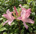 ツツジ 苗 匂いツツジ アンチロープ (香りツツジ:桃花)