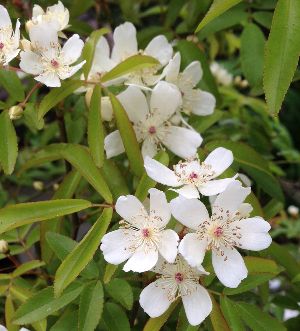 一重咲き　白花　モッコウバラ（木香薔薇）