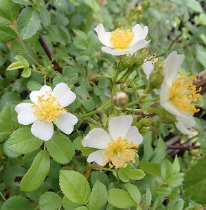 トゲナシノイバラ（棘無野薔薇）白花