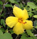 Hibiscus blackenridgei mokuleianus ハイビスカス　ブラッケンリッジー・モクレイアヌス アオイ科フヨウ属　非耐寒性常緑低木 ハイビスカス　黄花ハイビスカス 5寸鉢植え　 ブラッケンリッジーより花付きが良い、黄花品種です。 管理のポイント 日当たりは良い方がいいでしょう。寒さに多少弱いので冬は室内で管理します。（凍らない程度） また、冬期7℃以上あれば一年中開花します。 用土は赤玉土6、鹿沼土3、腐葉土1の割合が最適です。 乾きには弱いのでタップリと水を与えてください。　