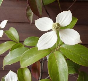 トキワヤマボウシ（白花）ホンコンエンシス