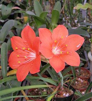 バロータ　スペシオサ　苗　球根　ポット植え