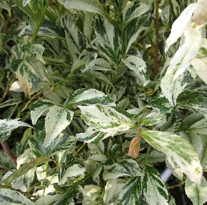 斑入り葉ヒサカキ（残雪） 5寸鉢植え