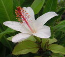 【ハイビスカス】【鉢植え】ハイビスカスワイメアエ(原種系) 苗 苗木 【熱帯植物・トロピカルフラワー・ハワイアンフラワー・ハイビスカス】