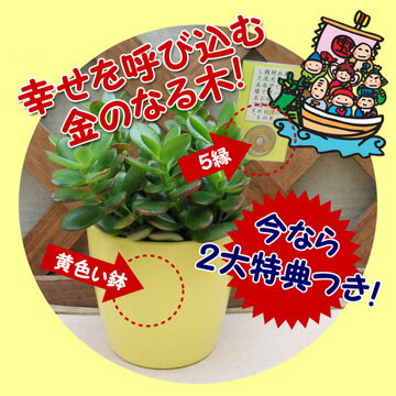 【ご利益植物】金のなる木