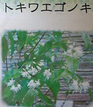 【大株】トキワエゴノキ　7寸鉢植え