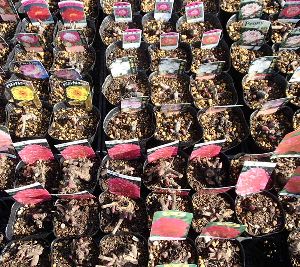 芍薬（シャクヤク）　さつき　ポット植え　苗