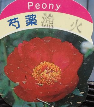 芍薬（シャクヤク） 漁火 苗