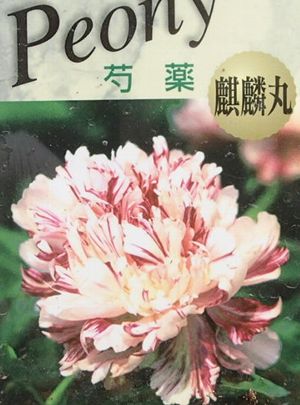 芍薬（シャクヤク）　麒麟丸　ポット植え　苗