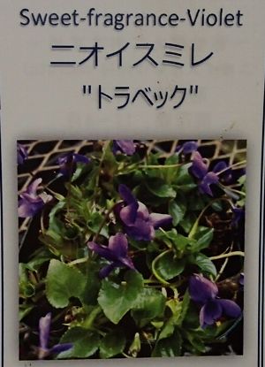 ニオイスミレ（トラベック）すみれ　苗のサムネイル