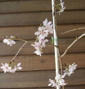 枝垂れ富士桜（富士の糸しだれ）　5寸スクエア鉢植え