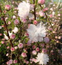 桃花八重咲き庭梅（庭桜）