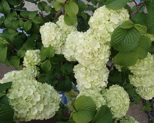 【大苗】オオデマリ　6寸鉢植えのサムネイル