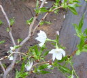 桜の苗木　雲竜大島桜　 3寸ポット植え　接ぎ木　樹高10～20センチ程度 大島桜（オオシマザクラ）は、伊豆諸島に多く自生する桜で名前の由来となっており、野生種のヤマザクラ系品種です。桜餅を包む大きな葉は、このオオシマザクラの葉である。 ＊本品種は、その枝が雲竜になる珍しい品種です。大輪の白花と曲がりくねった枝が特徴的です。 管理のポイント 日当たりを好みますので、よく日のあたる場所で管理してください。 水はけのよい場所と用土で植えてください。 7月に固形肥料を与えると花付きがよくなります。　