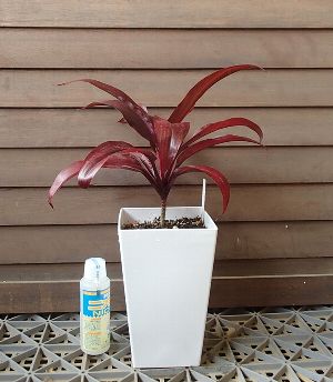 ティ・リーフ（赤葉　Powder Puff）ティーリーフのサムネイル