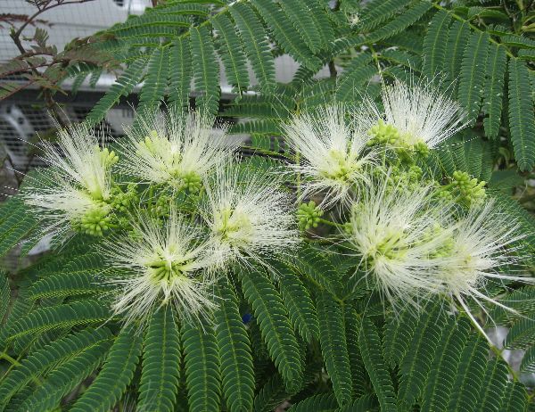 ネムノキ 合歓の木 白花 日本産 在来種 3寸ポット植え 挿し木 ねむの木