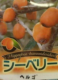 を日本花卉で探してみませんか 花木 ヘルゴ メス木 オス木 果樹苗 樹高が30センチ程度の場合があります 日本花卉ガーデンセンター Annex珍しい 苗物 大株 雌雄2株セット シーベリー サジー 果物の苗物 苗 果樹 植物 ヘルゴ メス木 オス木 果物の苗物 を日本花卉で探してみませんか 花木 ヘルゴ メス木 オス木 果樹苗 樹高が30センチ程度の場合があります 日本花卉ガーデンセンター Annex珍しい 苗物 大株 雌雄2株セット シーベリー サジー 果物の苗物 苗 果樹 植物 ヘルゴ メス木 オス木 果物の苗物