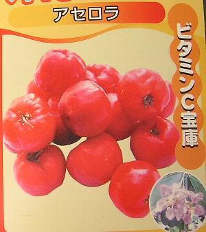 アセロラ《熱帯果樹苗》のサムネイル