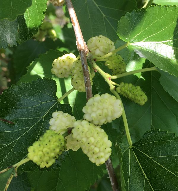 白実桑（ホワイトマルベリー）接ぎ木　6寸鉢植え