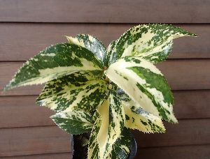 【椿苗木】　麗山峰（斑入り葉椿）＊樹高5～10センチ程度！　【花木庭木・椿・ツバキ・つばき】のサムネイル