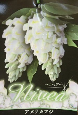 藤　アメリカフジ　ニベア（白花藤）　3寸ポット植えのサムネイル