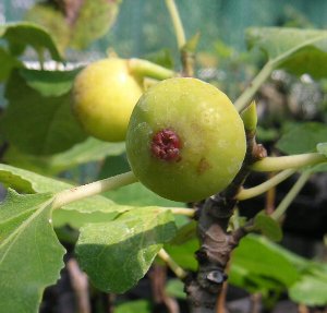 【5寸鉢植え】イチジク　シュガーイチジク　無花果