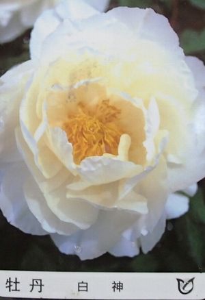 【6寸鉢植え】　牡丹　白神　3年生　（ボタン苗、ぼたん苗）のサムネイル
