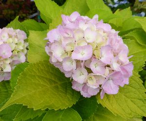 黄金葉　紫陽花（オウゴンバアジサイ）【花木庭木・アジサイ・山紫陽花・あじさい】 1