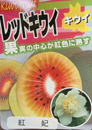 キウイフルーツ：紅妃　こうひ　（メス木）　赤実キウイ　《果樹苗》