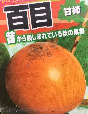 百目柿（甘柿）ヒャクメガキ《果樹苗》甘百目　あまひゃくめがき