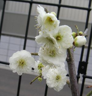 八重緑萼　ヤエリョクガク(花梅）【庭木花木・花梅・はなうめ・ハナウメ】 2