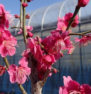 【6寸鉢植え】大盃 花梅 苗木 おおさかずき オオサカズキ【庭木 花木 花梅 はなうめ ハナウメ】