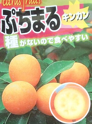 プチマル タネナシ金柑 苗木 ぷちまる キンカン きんかん《果樹苗》 PVP商品（種苗法登録品種）