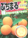金柑 苗木 プチマル タネナシ金柑 苗木 ぷちまる キンカン きんかん《果樹苗》 PVP商品(種苗法登録品種)柑橘苗 苗木 接木 苗 みかん